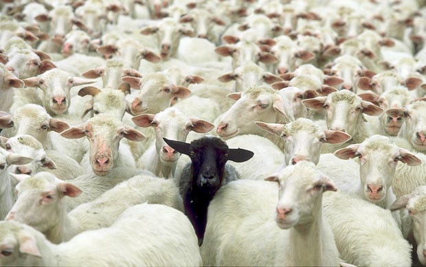 Idiom The Black Sheep Of The Family Vappingo Word Blog