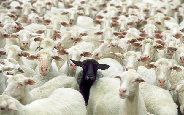 Idiom The Black Sheep Of The Family Vappingo